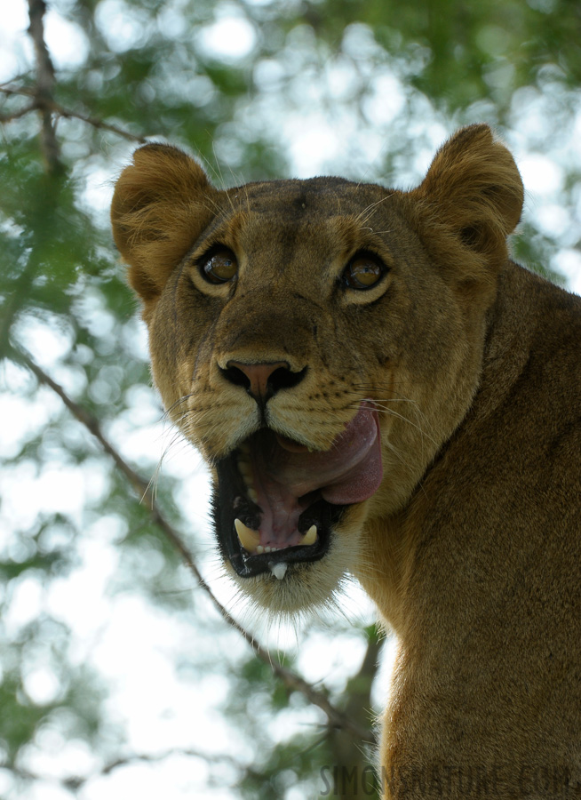 Panthera leo leo [400 mm, 1/320 Sek. bei f / 9.0, ISO 800]